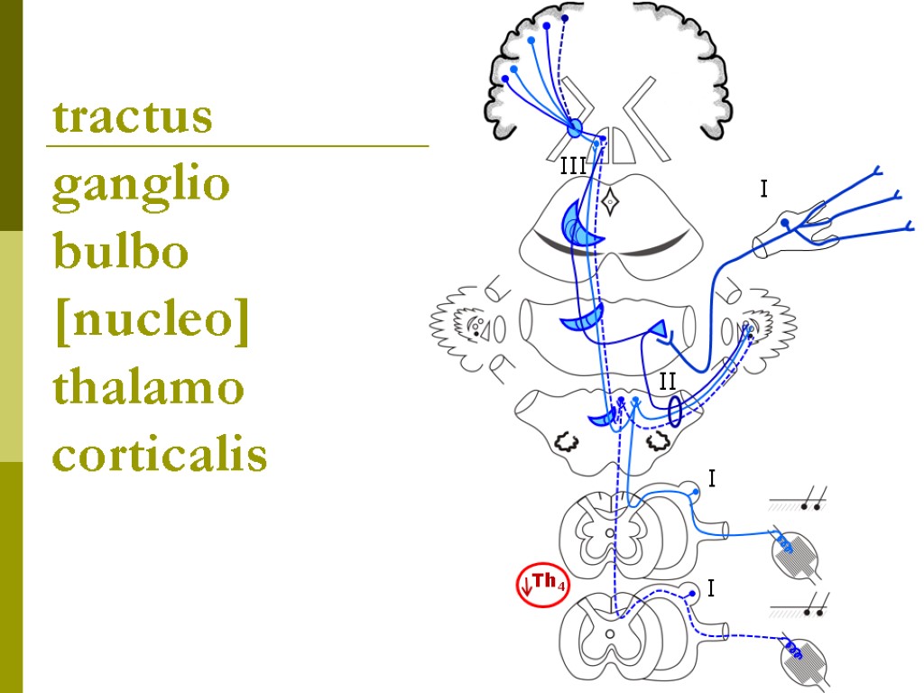 tractus gangliо bulbo [nucleo] thalamo corticalis